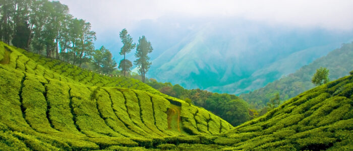 munnar places to visit destinations