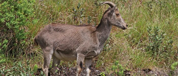 nilgiri tahr munnar places to visit