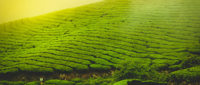 munnar places to visit