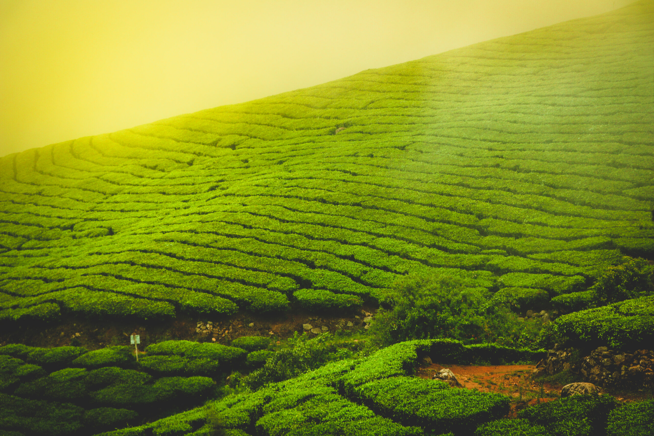 Top Munnar Honeymoon Packages