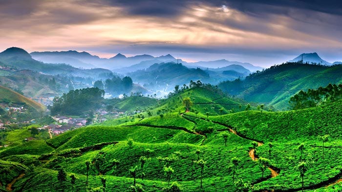 Munnar Honeymoon Package from Hyderabad: A Comprehensive Travel Guide