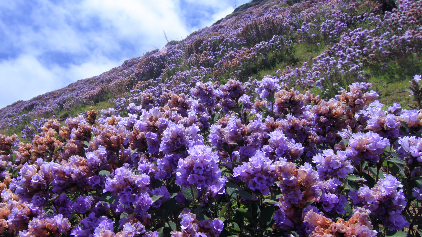 Best Time to Visit Munnar for a Perfect Honeymoon