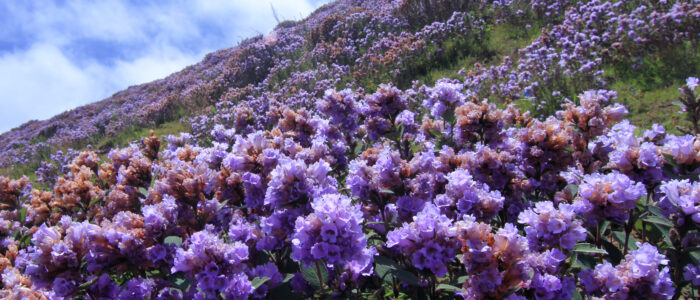 neelakurinji munnar places to visit