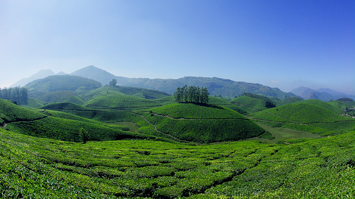 Honeymoon in Munnar: A Complete Guide for Honeymooners